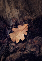 autumn oak leaf with water drops on dark wooden abstract natural background. symbol of autumn...