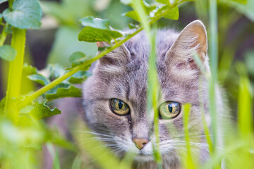 Naklejka na ściany i meble Portrait of a gray fluffy cat hiding among the green grass. Selective focus, blurred foreground