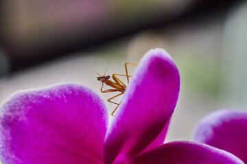 Posing baby pray mantis bug on pink orchid flower