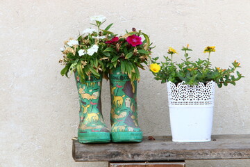 Green plants and flowers grow in a flower pot