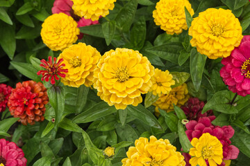 yellow and red flowers