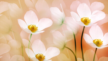 White beautiful primroses and petals. Floral greeting card. Nature