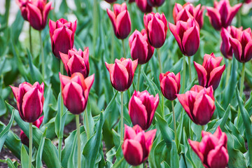 Vibrant purple and pink flowers in field of spring tulips