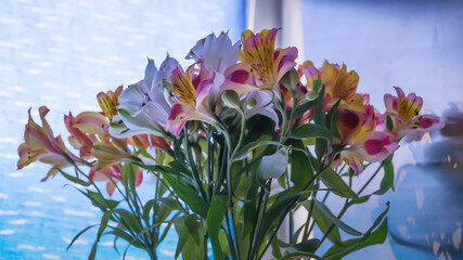 Lily flowers in yellow, pink and white on a blue background