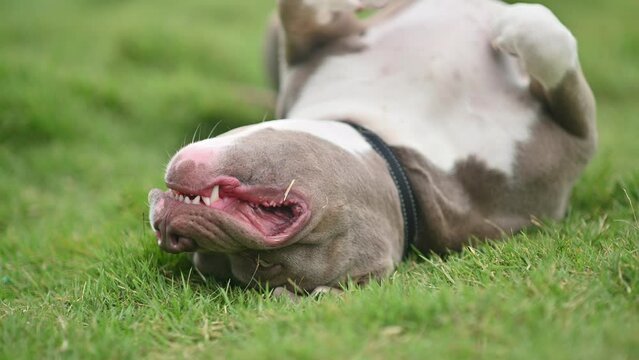 American Pitbull funny dog friend animal pet family 