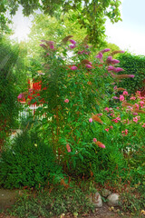 Garden dreams. Green garden with beautiful butterfly bush flowers with copy space on a sunny day. Lush bushes of pink and purple plants in a relaxing, soothing and zen yard in a peaceful environment.