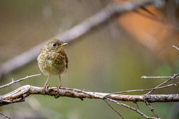 a eurasian wren, troglodytes troglodytes, is perching on a twig in the forest