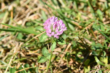 Purple Clover Bloom