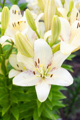 Obraz na płótnie Canvas White lilium flower, Lilium L in natural light at the garden. one big flower