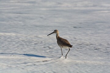Willet strolling sandy beach at tidal surf line in early morning light