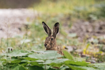 a european hare, lepus europaeus, on a mountain way at a summer morning