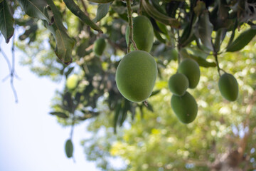 Green mangoes on a tree