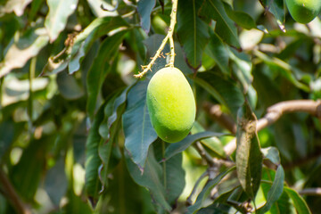 Mango tree with fruits