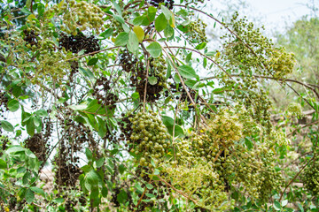 Fototapeta premium Henna plant with seeds and flowers 