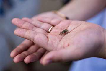 Tiny Crab in the palm of your hands