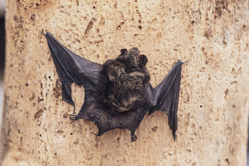 a brandt's bat, myotis brandtii, perched on the wall