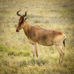 Hartebeest