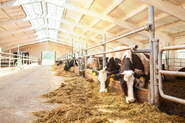 Cows in the barn eating hay, head of a cow, close-up.