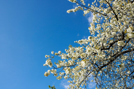 Cherry blossom tree blooming on a bright day. Stunning spring nature of Sakura flowers of genus Prunus also known as Japanese cherry. Tree branches with pretty bloom against blue sky with copy space