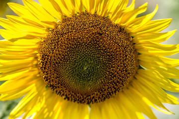 sunflower close up