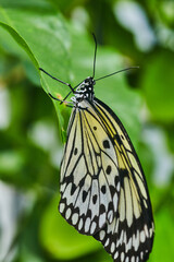Fototapeta na wymiar Detail of common Asian Mime Swallowtail butterfly on leaf