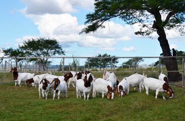 Fototapeta premium A group of great Boer goats grazing on the farm's green pastures