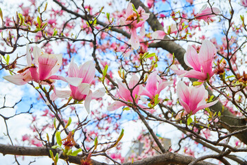 White and pink large flowers covering trees