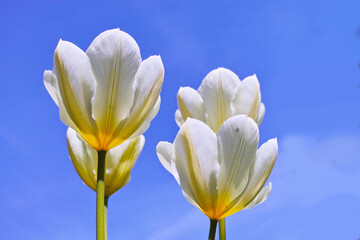 Closeup of white Tulips against a blue sky background on a sunny day with copy space. Zoom in on seasonal flowers growing in a garden. Macro detail of patterns and texture in nature
