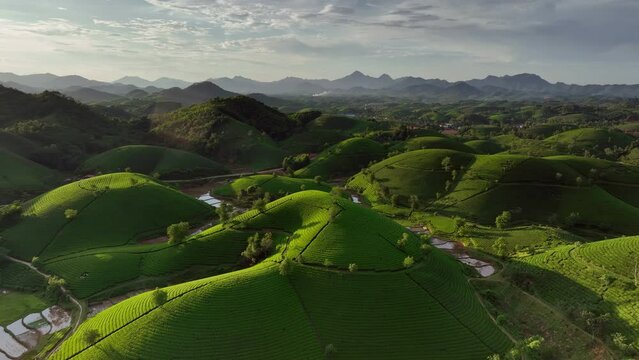 Aerial drone flight forward over Long Coc tea hill, Phu Tho province, Vietnam