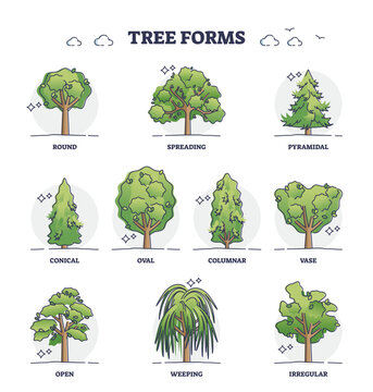 Tree forms or wood vegetation shapes with various examples outline collection. Labeled educational variation set with different forest plants and biological division and types vector illustration.
