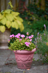 Fototapeta na wymiar Pink flowers in a vase in a backyard garden in summer. Zonal geranium flowers displayed in a vessel or jar on a lawn for landscaping and decoration. Flowering pot plant ina natural environment