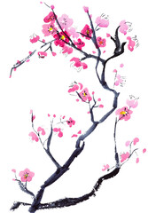 Cherry blossom branch with sakura flower. Sakura on white background. Watercolor cherry bud. Cherry blossom flower blooming. Pink sakura flower background. Watercolor cherry blossom vector.