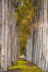 autumn in the forest