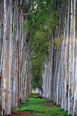 footpath in the woods