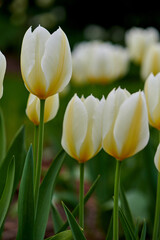 White and yellow tulips growing in a lush garden at home. Pretty flora with vibrant petals and green stems blooming in the meadow in spring time. Bunch of flowers blossoming in a landscaped backyard