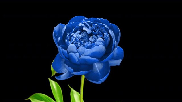 A beautiful blue peony blossoms on a black background. Time lapse, close-up. Wedding background, Valentine's day concept. Timelapse video 4K UHD.