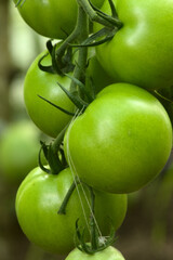 Pomidor / pomidory zielone