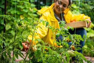 Focus on a ripe tomato in the hand of a woman farmer in yellow raincoat, harvesting crop of...