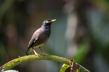 The common myna or Indian myna, sometimes spelled mynah, is a bird in the family Sturnidae, native...