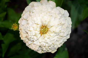 white zinnia flower in the garden