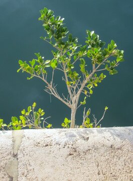 bush growing on sea wall