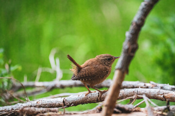 a eurasian wren, troglodytes troglodytes, is perching on a twig in the forest