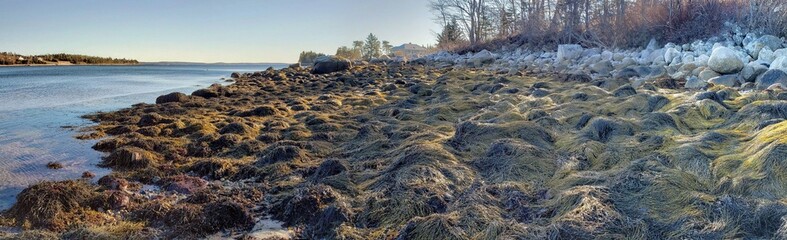rocky beach with seaweed