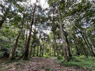Amazon jungle with large trees in daylight