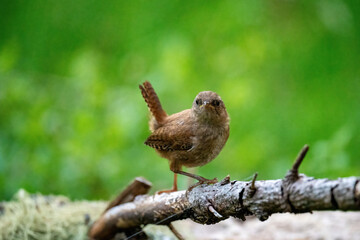 a eurasian wren, troglodytes troglodytes, is perching on a twig in the forest