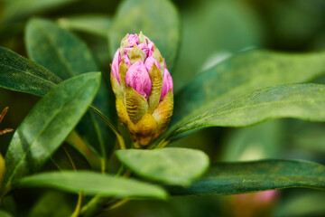 Spring has sprung. Rhododendron Flowers in my garden.