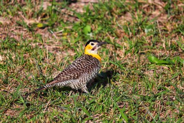 Photograph of a Campo flicker. The bird was found on the beach of Atlântida, in Rio Grande do Sul, Brazil.	