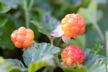 cloudberry