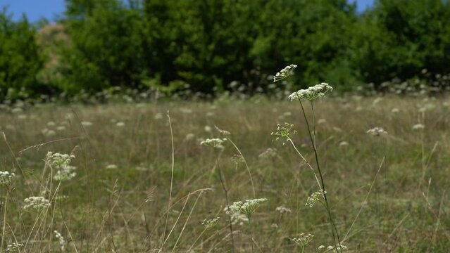 Cow Parsley in slight breeze (Anthriscus sylvestris) - (4K)