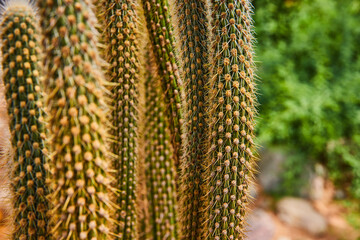 Detail of tall and thin cactus plants covered in thorns